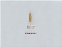 藏品(燈蛾29)的圖片